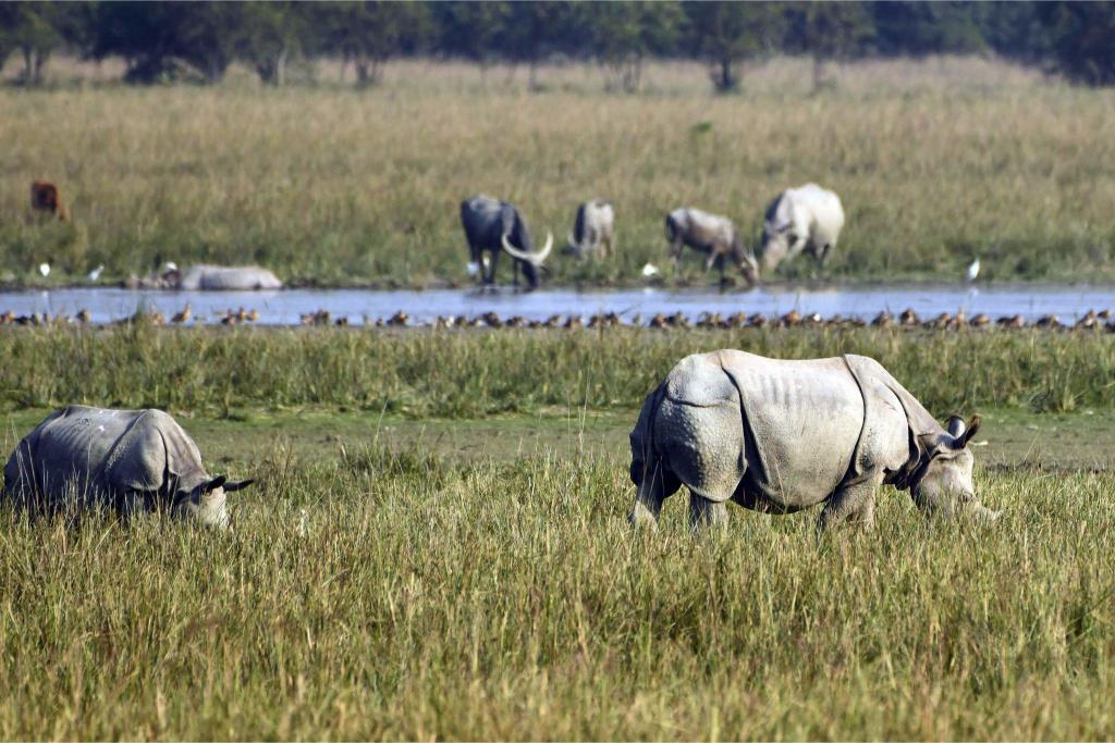 2 Nights & 3 Days – Pobitora Wildlife Tour